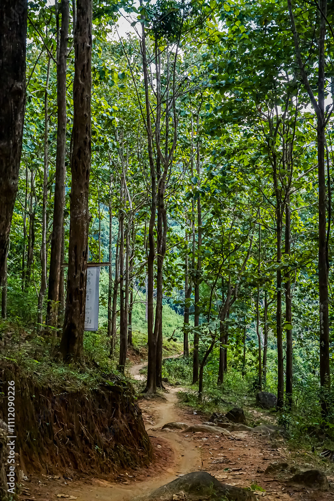 Fototapeta premium Exploring a serene forest trail nature photography tranquil environment captivating viewpoint peaceful concept for outdoor enthusiasts