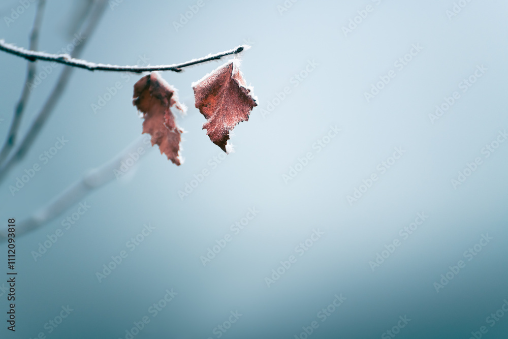 Frost-covered trees in winter forest at foggy sunrise. Macro image. Winter nature background