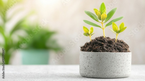 Small green plants growing in a decorative pot on a table.