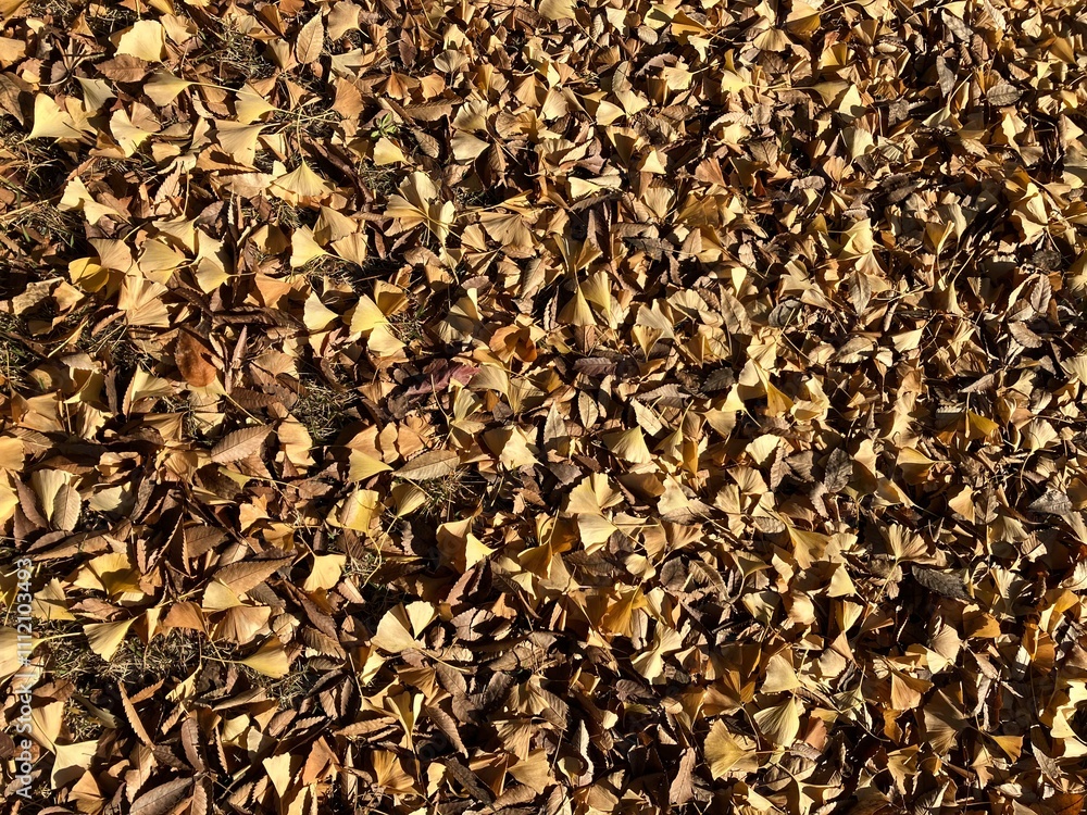 Fototapeta premium 落ち葉の地面