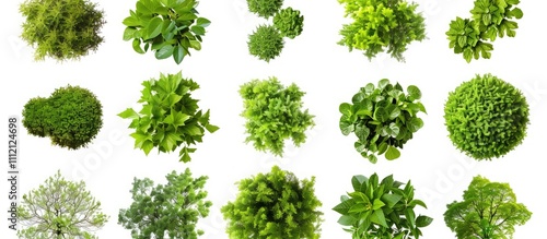 top view of green bushes and trees collection isolated on white background, png file with clipping path for each element