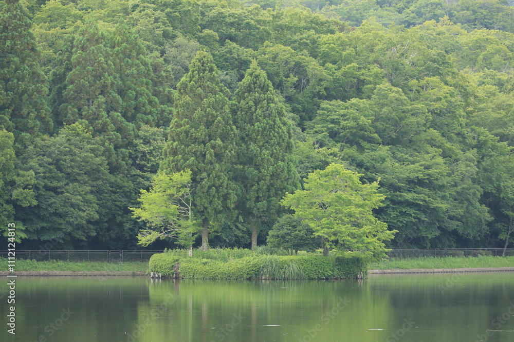 新緑の森 新緑の森