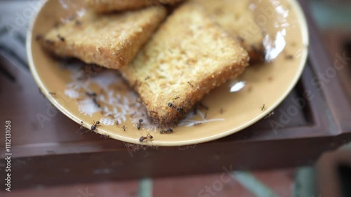 Ant is taking food, Ant close shot with Biscuit  photo