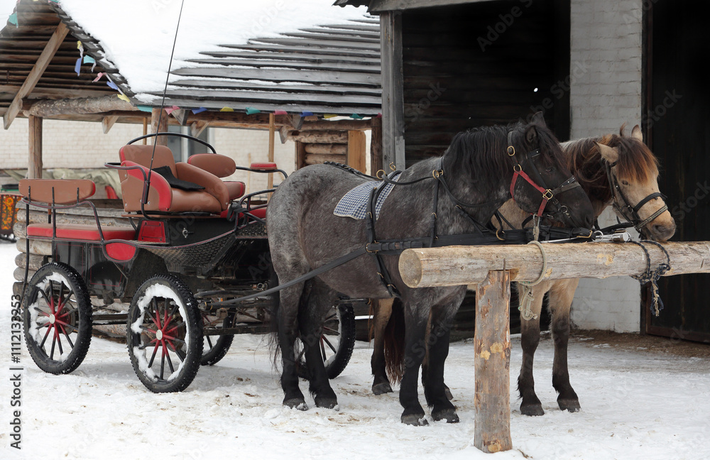 Carriage and pair draught-horses in winter farm