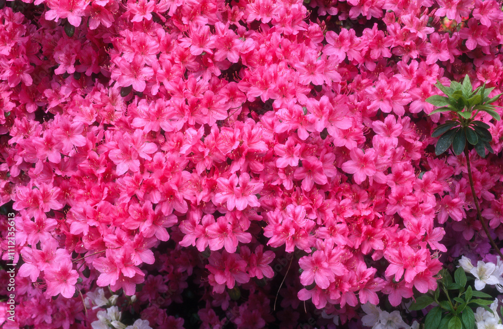 Rhododendron, Rhododendron x 'Mother's Day' Rhododendron, Rhododendron x 'Mother's Day'