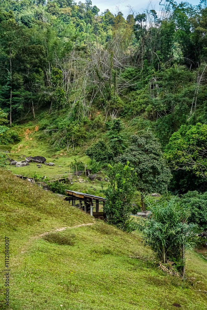 Scenic nature path in lush forest tranquil landscape outdoor adventure vibrant greenery serene viewpoint eco exploration Scenic nature path in lush forest tranquil landscape outdoor adventure vibrant greenery serene viewpoint eco exploration