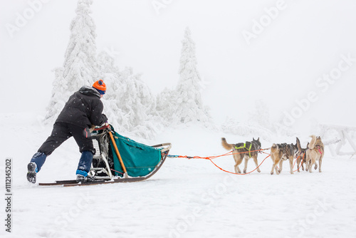 sledge dogging, Sedivacek's long, Czech Republic photo