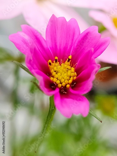 A pink garden cosmos flower in the garden 