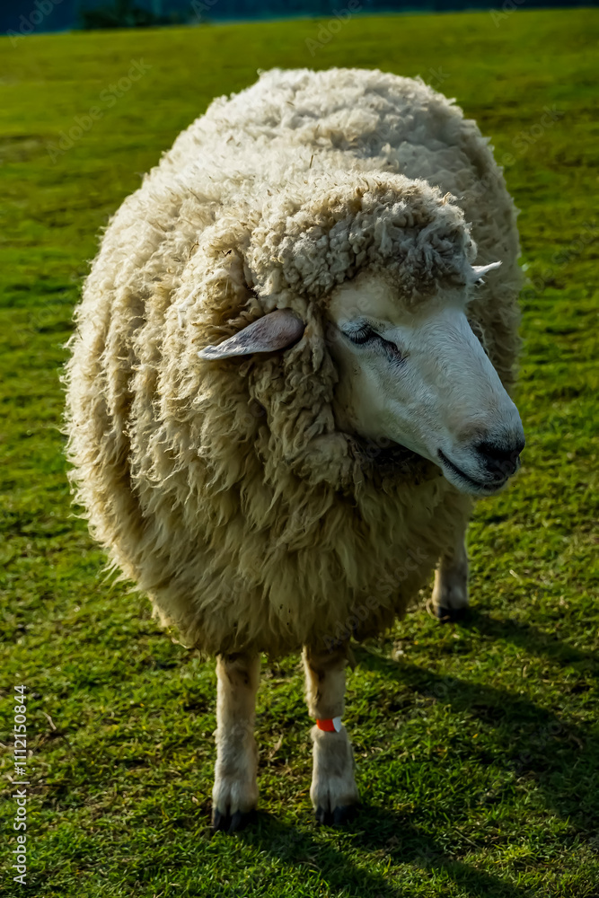 Sheep grazing in a lush green meadow farm animal photography natural setting close-up view nature's serenity Sheep grazing in a lush green meadow farm animal photography natural setting close-up view nature's serenity
