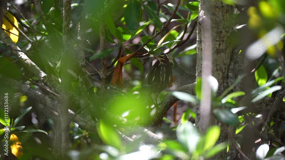 Green Heron Hidden in the Mangroves, Florida Green Heron Hidden in the Mangroves, Florida