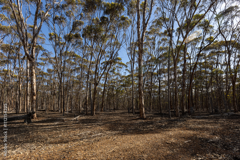 young eucalyptus mallet trees in Dryandra woodland