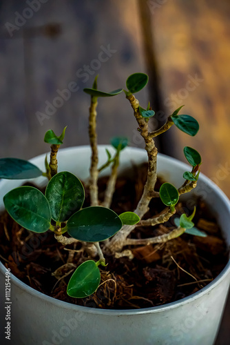 Indoor plant care propagating a peperomia in your home gardening guide natural setting close-up view sustainable growth tips