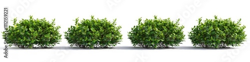 set of green ivy plants hanging on white background, png