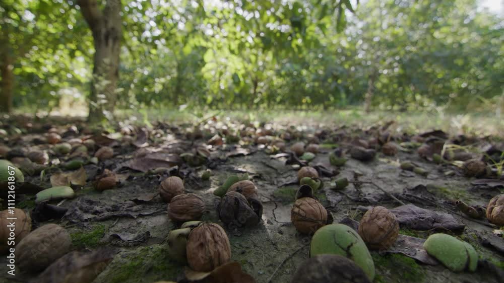 A ground-level view of fallen walnuts scattered on the orchard floor, ready for collection during the harvesting process A ground-level view of fallen walnuts scattered on the orchard floor, ready for collection during the harvesting process