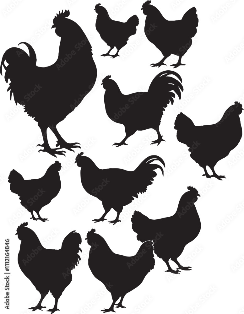 Fototapeta premium Hen chicken black isolated white background roosters silhouette vector set