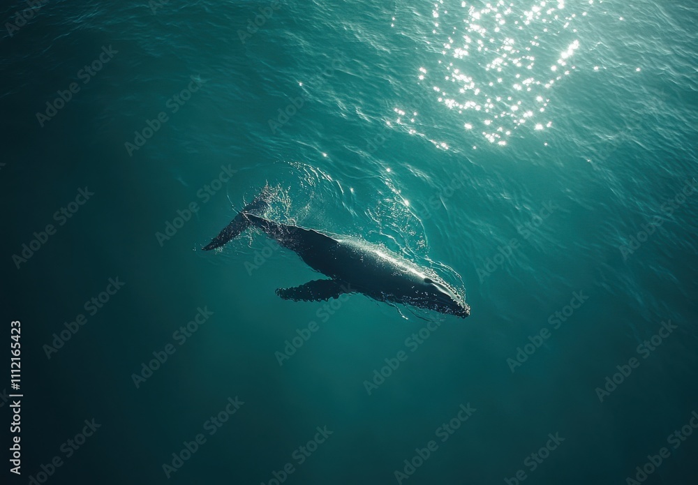 Fototapeta premium Majestic Humpback Whale Swimming Gracefully Beneath Sparkling Surface of the Ocean, Showcasing Nature's Beauty and Marine Life Wonder in a Tranquil Setting