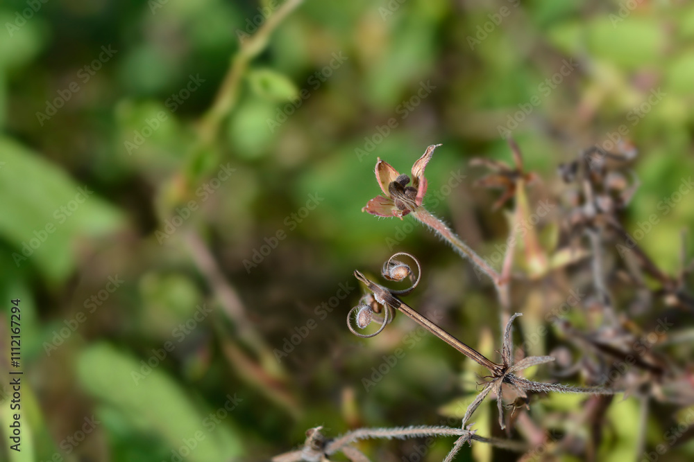 Thunbergs geranium seeds seed pods Thunbergs geranium seeds seed pods
