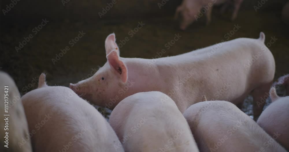 Group of Farm Pigs Feeding in Pen for Meat Supply Group of Farm Pigs Feeding in Pen for Meat Supply