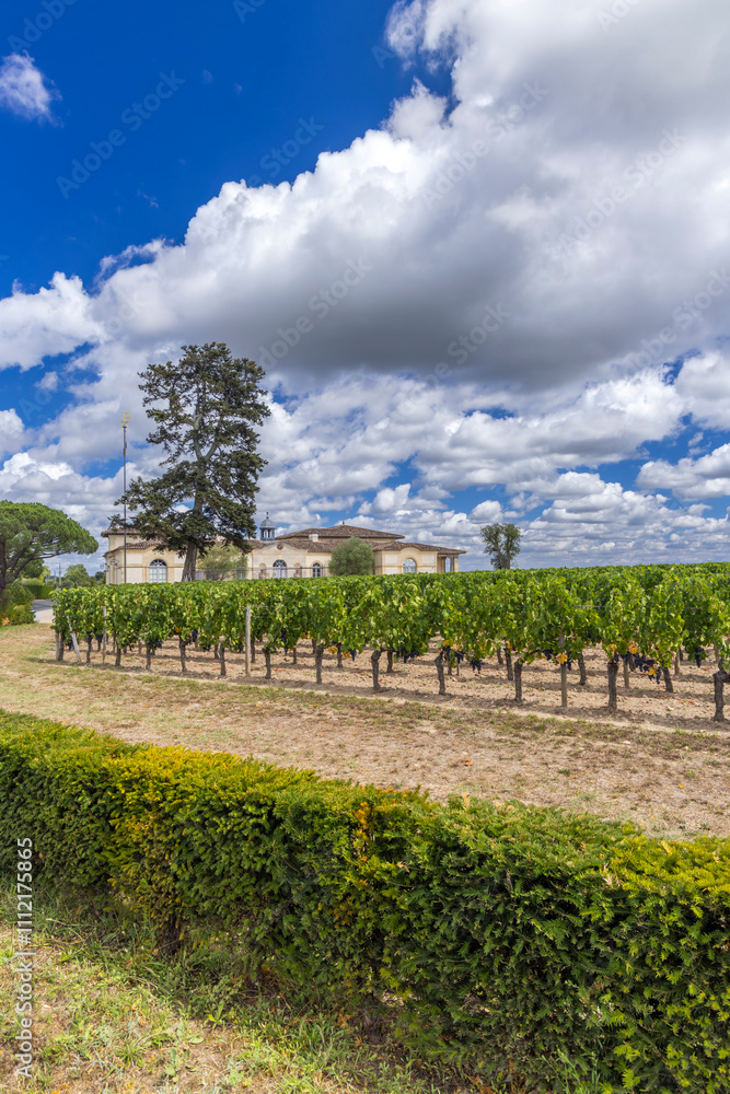 Naklejka premium Typical vineyards near Chateau Petrus, Pomerol, Aquitaine, France