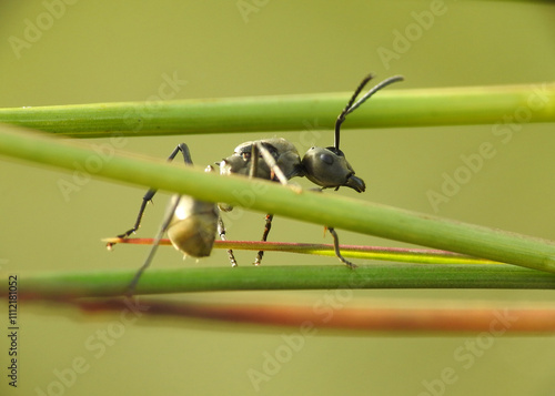 Formicine ant Polyrhachis on plant photo