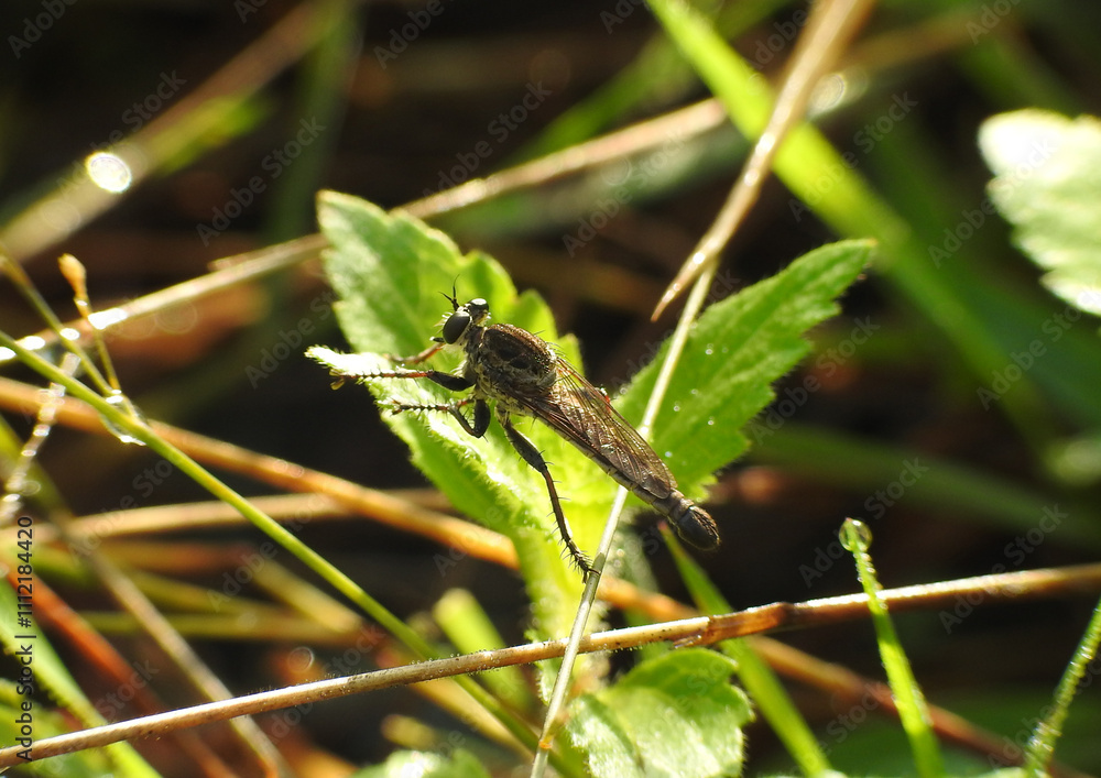 Robberfly on leaf exposed by sunlight Robberfly on leaf exposed by sunlight