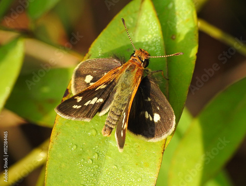 Taractrocera ardonia butterfly on a leaf photo