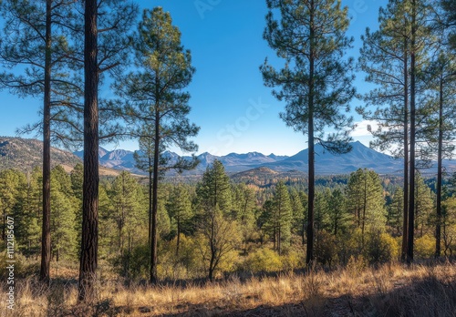 Serene Landscape View of Pine Forest with Majestic Mountains Under Clear Blue Sky in Autumn, Capturing Nature's Beauty and Tranquility