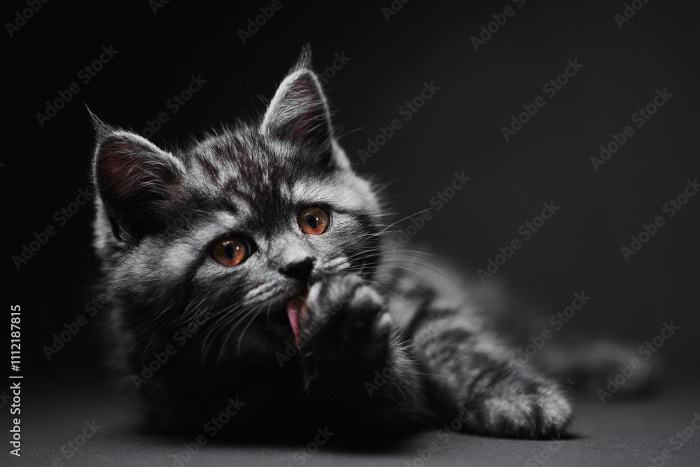 Fototapeta premium Studio shot of adorable scottish black tabby kitten on dark background.
