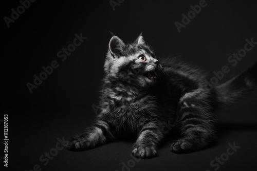 Cute predator. Adorable scottish black tabby kitten on black background. photo