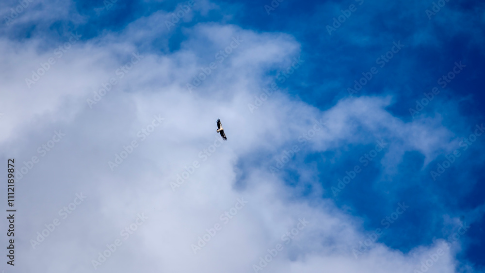 Himalayan Griffon soaring high above the clouds and blue skies near Adi Kailash in Uttarakhand, India Himalayan Griffon soaring high above the clouds and blue skies near Adi Kailash in Uttarakhand, India