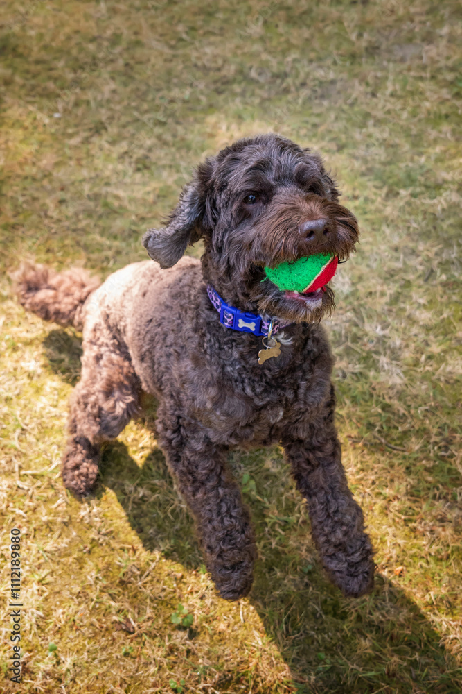 Brown cockapoo playing in her garden with her favaourite ball and on a run