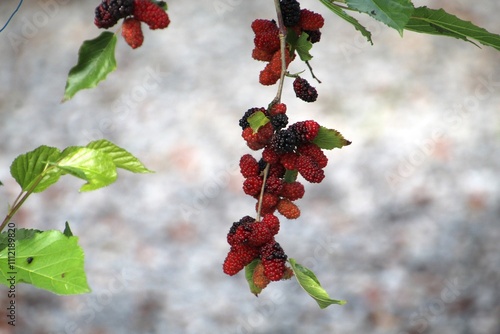 planta fruta amora - Morus sp. 