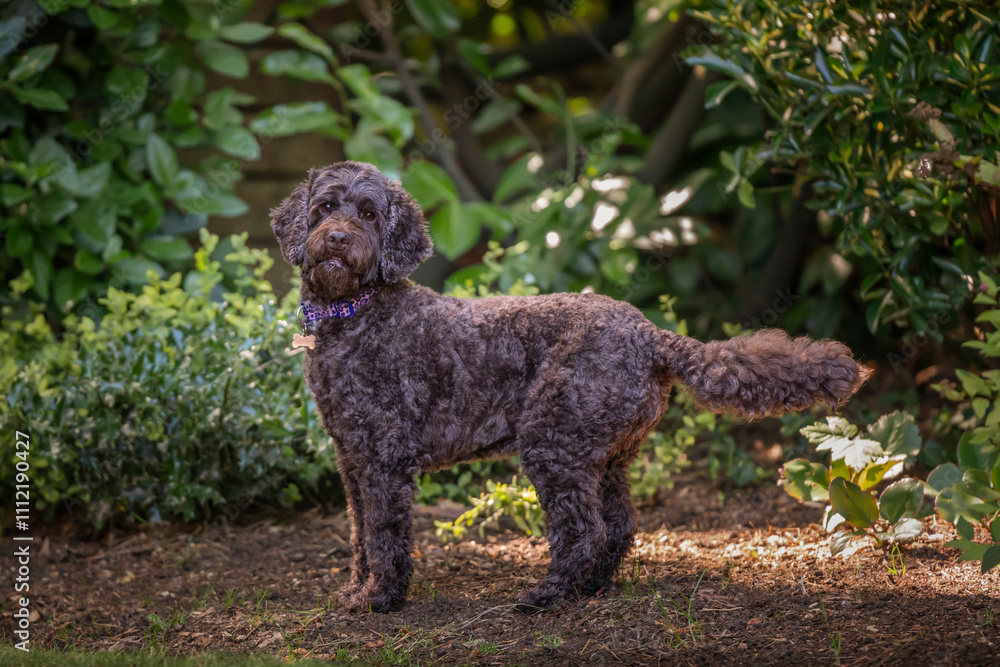Brown cockapoo playing in her garden Brown cockapoo playing in her garden