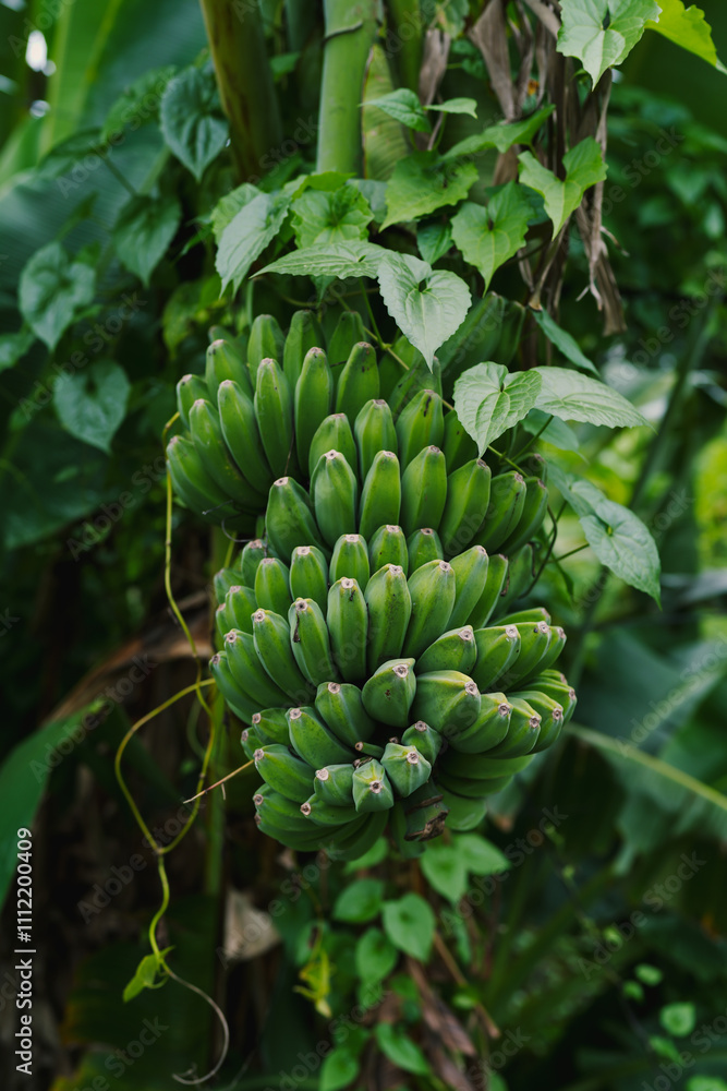Bunch of green unripe exotic tropical bananas with leaves on the tree. Close up, vertical shot Bunch of green unripe exotic tropical bananas with leaves on the tree. Close up, vertical shot