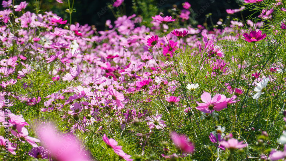 満開のコスモスの花畑 満開のコスモスの花畑