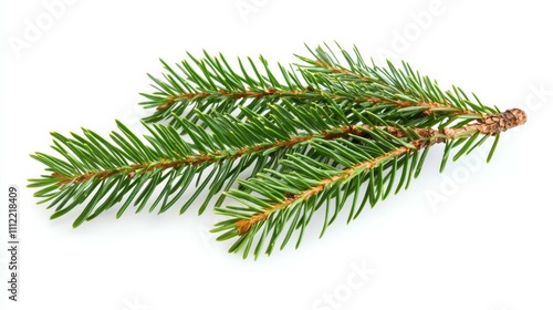 Christmas tree branch isolated on white background