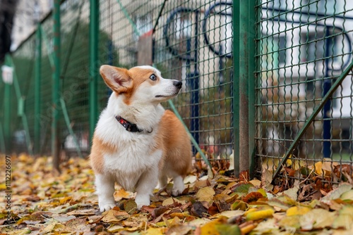 Corgi dog looks behind the fence. At the dog park. photo