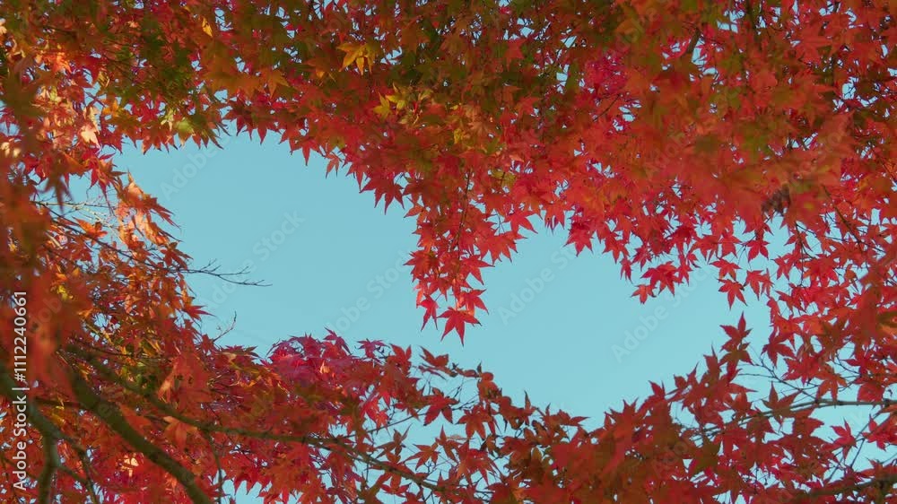 美しい紅葉の背景テクスチャ。日本の秋らしい風景	
