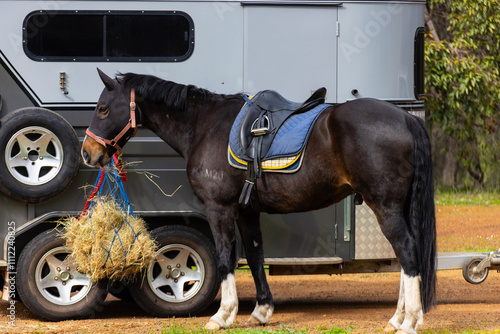 Horse eating from a hay net near the trailer. photo