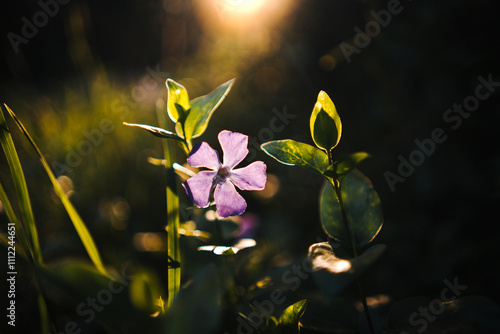 Sun shines through a single purple periwinkle flower in the grassland. photo