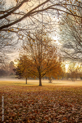 A golden autumn tree and a field of autumn leaves photo