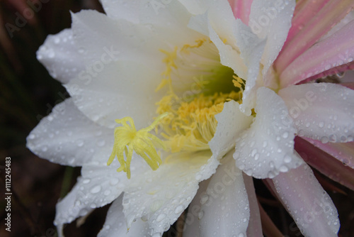 Selenicereus grandiflorus flowers in the mountains photo