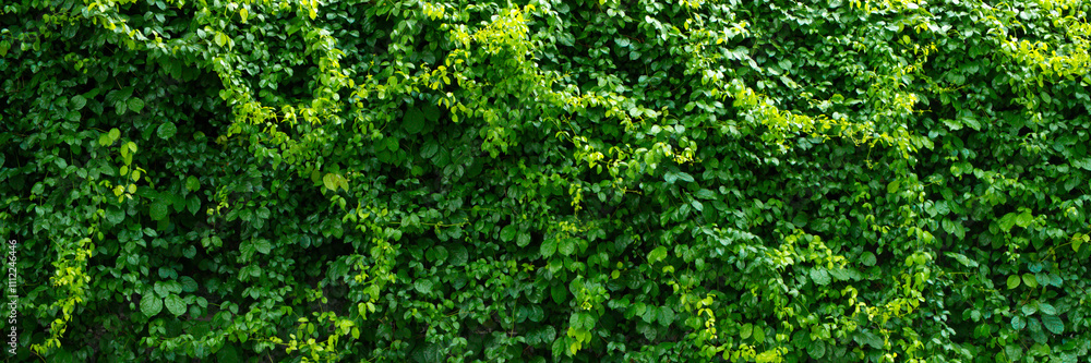 Natural green ivy background texture growing on the fence wall. Natural green ivy background texture growing on the fence wall.
