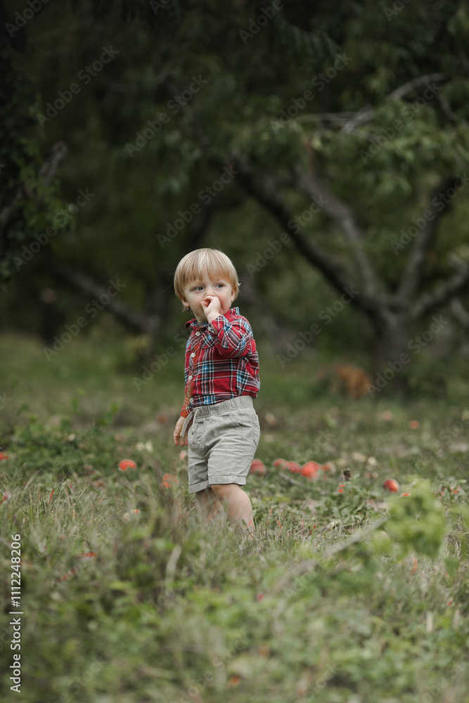 Little boy playing in pearches tree orchard. Kids pick fruit in a basket. Baby eating healthy fruits at fall harvest. Outdoor fun for children. Kid with a basket. Little boy playing in pearches tree orchard. Kids pick fruit in a basket. Baby eating healthy fruits at fall harvest. Outdoor fun for children. Kid with a basket.