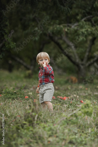 Little boy playing in pearches tree orchard. Kids pick fruit in a basket. Baby eating healthy fruits at fall harvest. Outdoor fun for children. Kid with a basket.