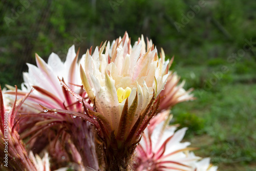 Selenicereus grandiflorus flowers in the mountains photo