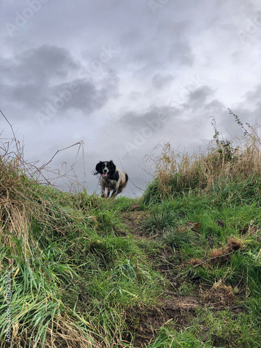 Spinger Spaniel running around in a field, North Yorkshire, England, United Kingdom photo