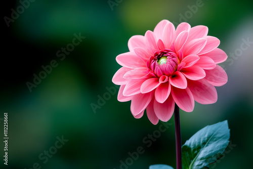 A beautiful pink dahlia flower stands out against a blurred green background, showcasing its layered petals and vibrant color.