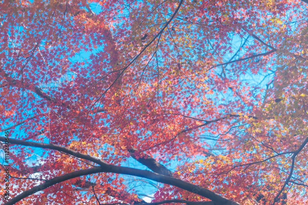 京都の常称寺の紅葉 京都の常称寺の紅葉