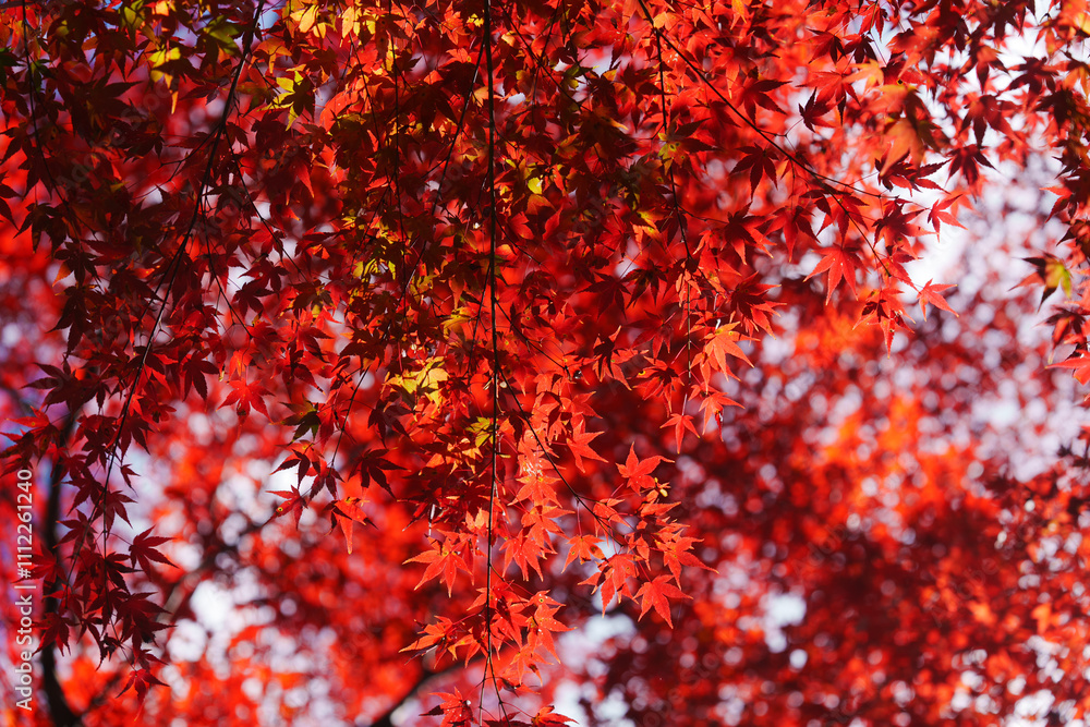 京都の常称寺の紅葉 京都の常称寺の紅葉